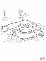Snake Coloring Coral Realistic Pages Getdrawings sketch template