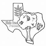 Pecan Tree Coloring Texas Clipart Pages State Sheets Delia Color Drawing Cliparts Clip Bob Texasbob Colouring Clipartbest Clipground Library Flag sketch template