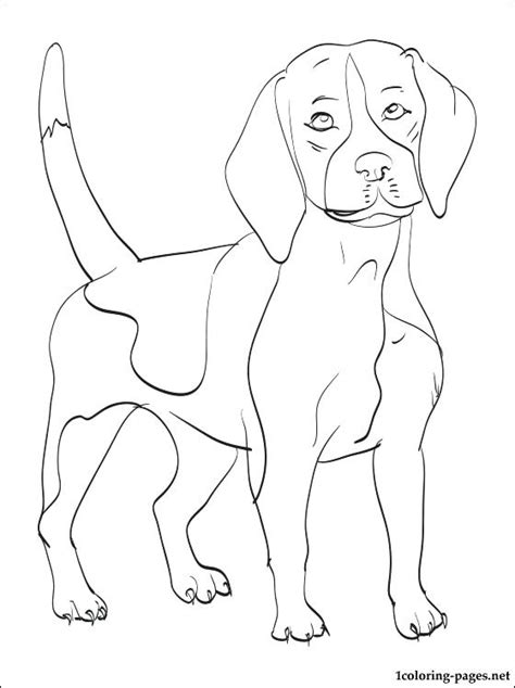 beagle dog drawing  getdrawings