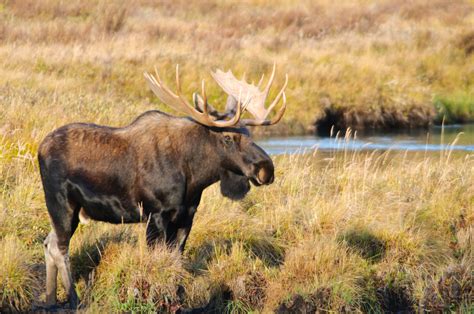 moose facts   largest deer  science