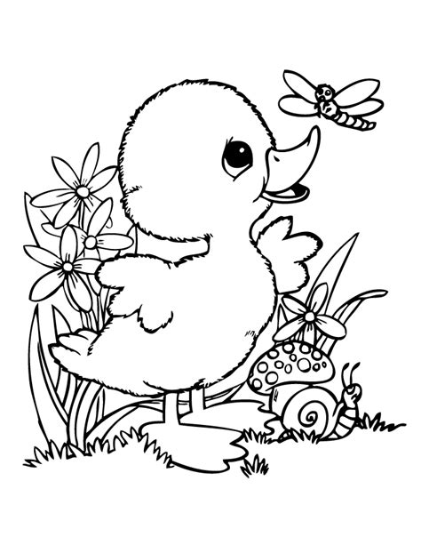 duck coloring pages  coloring pages  kids