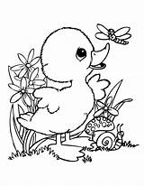 Coloring Baby Pages Duck Spring Animal Cute Colouring Easter Animals Printable Choose Board sketch template