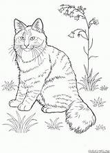 Gatos Norueguês Floresta sketch template