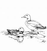Coloring Mallard Pages Duck Couple Mating Colorluna Sketch Animals sketch template
