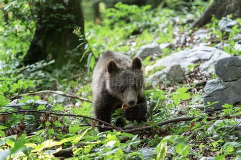 brown bear ursus arctos slovenia europe stock image image  growl