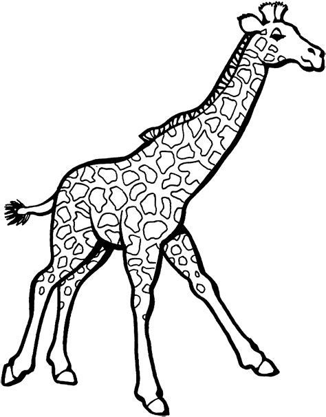 giraffe drawing outline  getdrawings