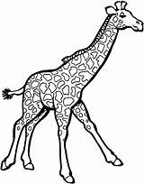 Giraffe Outline Drawing Printable Simple Getdrawings sketch template