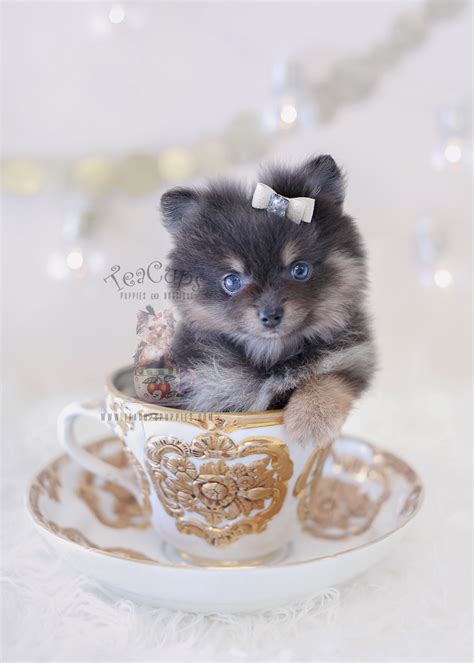 pomeranian puppies by teacups available teacups