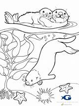 Otter Coloring Pages Baby Print Realistic sketch template