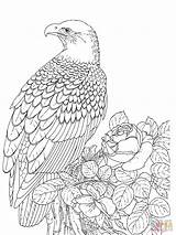Eagle Coloring Bald Pages Realistic Printable Kids Color Falcon Template Bird Sea Print Drawing Outline Eagles Adult Sheet Peregrine Adults sketch template