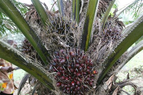 start high yield palm oil plantation  nigeria