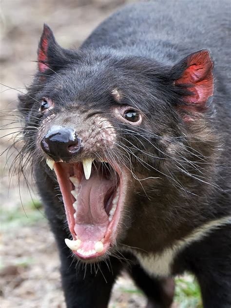 tasmanian devil sarcopilus harrisii stock photo image