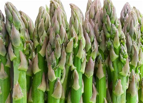 khasiat  manfaat sayur asparagus bagi kesehatan tanaman obat manfaat  khasiat tanaman