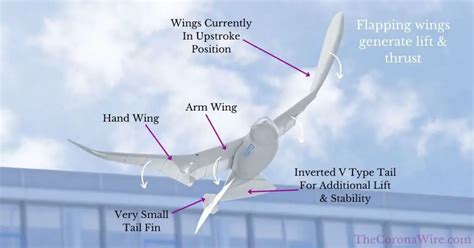 ornithopters flapping wing dronesuavs explained  corona wire