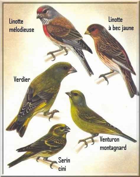 types  birds general information