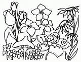 Coloring Pages Wildflower Popular Wildflowers sketch template