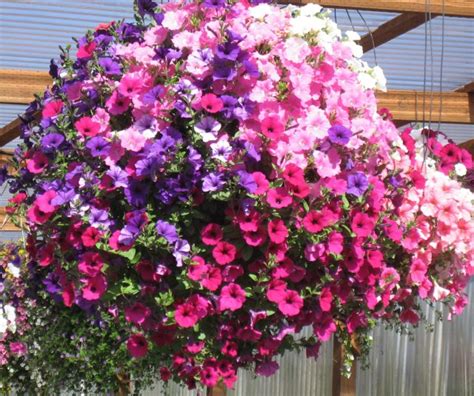 In My Garden How To Plant A Hanging Basket