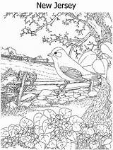 Coloring Pages Jersey State Bird Hard Flower sketch template