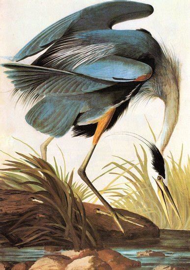 Great Blue Heron 1821 Bird Canvas Art Print By John James Audubon