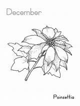 Coloring Poinsettia December National sketch template