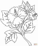 Hibiscus Supercoloring Indiaparenting Coloringonly sketch template