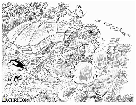 sea turtle coloring pages  adults divyajananiorg