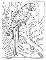 Coloring Trees Pages Macaw Printable Book sketch template