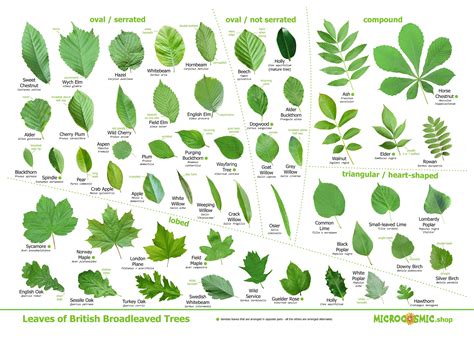 leaves  british trees identification poster  etsy