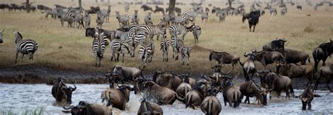 Serengeti National Park Safari Luxury Serengeti Safari
