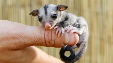 sugar gliders  sweet discovery  prospect creek daily telegraph