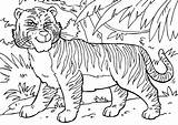 Tiger Tigre Coloriage Colorare Tijger Disegno Ausmalbilder Ausdrucken Malvorlagen Printen Afbeelding Schoolplaten Educolor sketch template