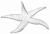 Starfish Pages Coloring Kids Printable sketch template