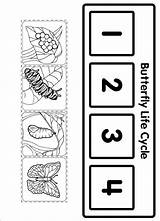 Mariposa Ciclo Toddler Schmetterling Caterpillar Raupe Sequencing Cycles Ciclos Temporales Preschoolactivities Preescolar Coloring Clase Secuencias Lifecycle Acesso Borboleta Primavera Insectos sketch template