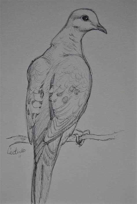 mourning dove drawing morning dove sketch  calvin carter bird drawings animal sketches