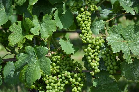 images nature vine wine fruit food produce agriculture