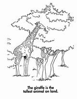 Giraffe Coloring Pages Printable Kids Animal Getdrawings sketch template