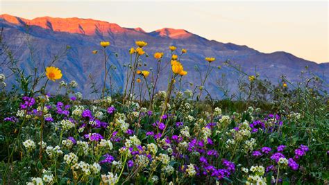 wildflower super bloom happen   california desert