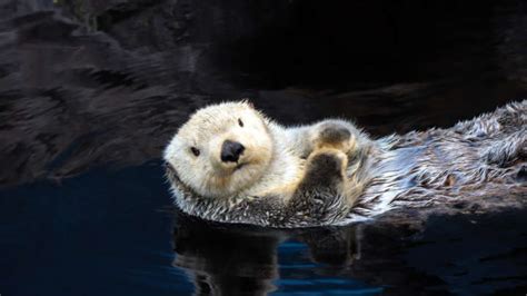 otters are not cute they are sick depraved jerks iflscience