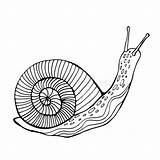 Snail Adults Coloring Vector Children Outline Illustration Royalty Vectorstock Similar sketch template