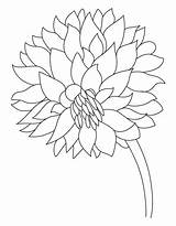 Dahlia Coloring Flower Garden Dalia Drawing Pages Drawings Kids 16kb 810px Getdrawings sketch template