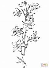 Larkspur Coloring Flowers Pages Drawing Printable Plants Coloringonly Iris Categories sketch template