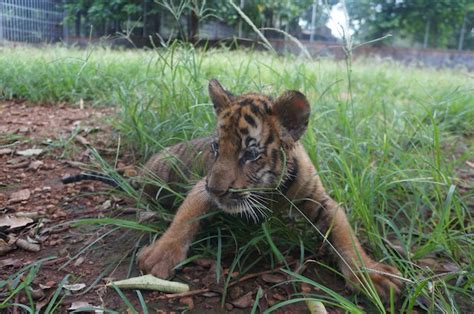 tiger cub   world   jobs