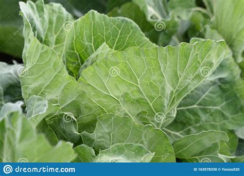 cabbage cultivation stock photo image  natural cultivate