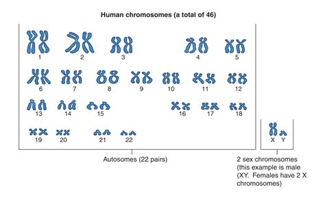 Human Chromosomes And Genes Ck 12 Foundation