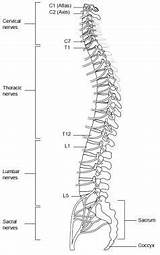 Spinal Backbone sketch template