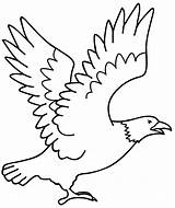 Mewarnai Burung Elang Garuda Aguilas Aguia Sketsa Paud Marimewarnai Imagui Eagles Sd Hewan Tunggal Bhineka Ika Agambar Makna Guila Beserta sketch template