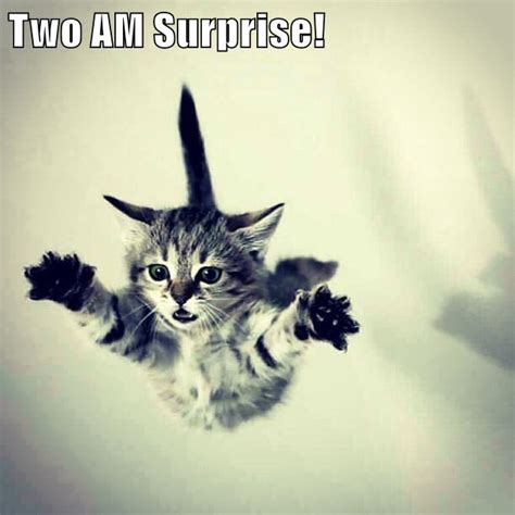 Two Am Surprise Lolcats Lol Cat Memes Funny Cats
