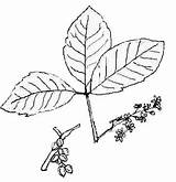 Ivy Poison Plant Drawing Leaves Getdrawings Pages Coloring sketch template