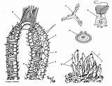 Sponges Sponge Porifera Biologycorner sketch template