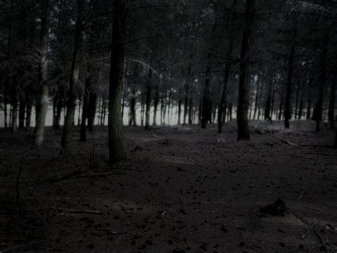 dark forest  alexr  deviantart dark forest forest dark